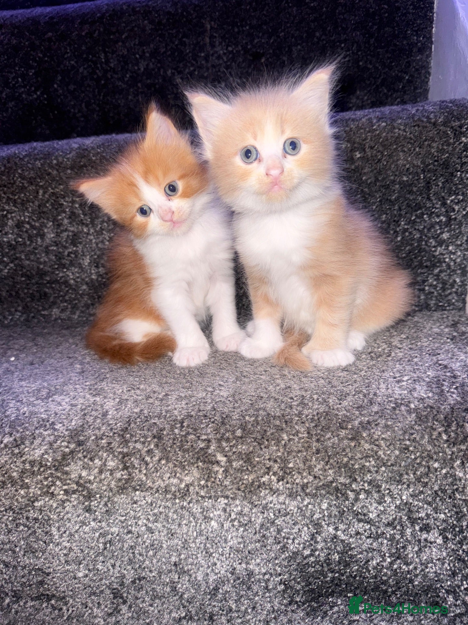 Mixed Breed cats Maine coon x ragdoll kittens - Advert 1