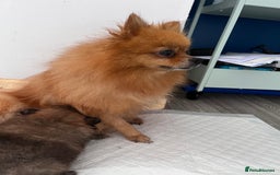 Pomeranian dogs for sale: 2 beautiful Pomeranian Puppy’s  - Image 11