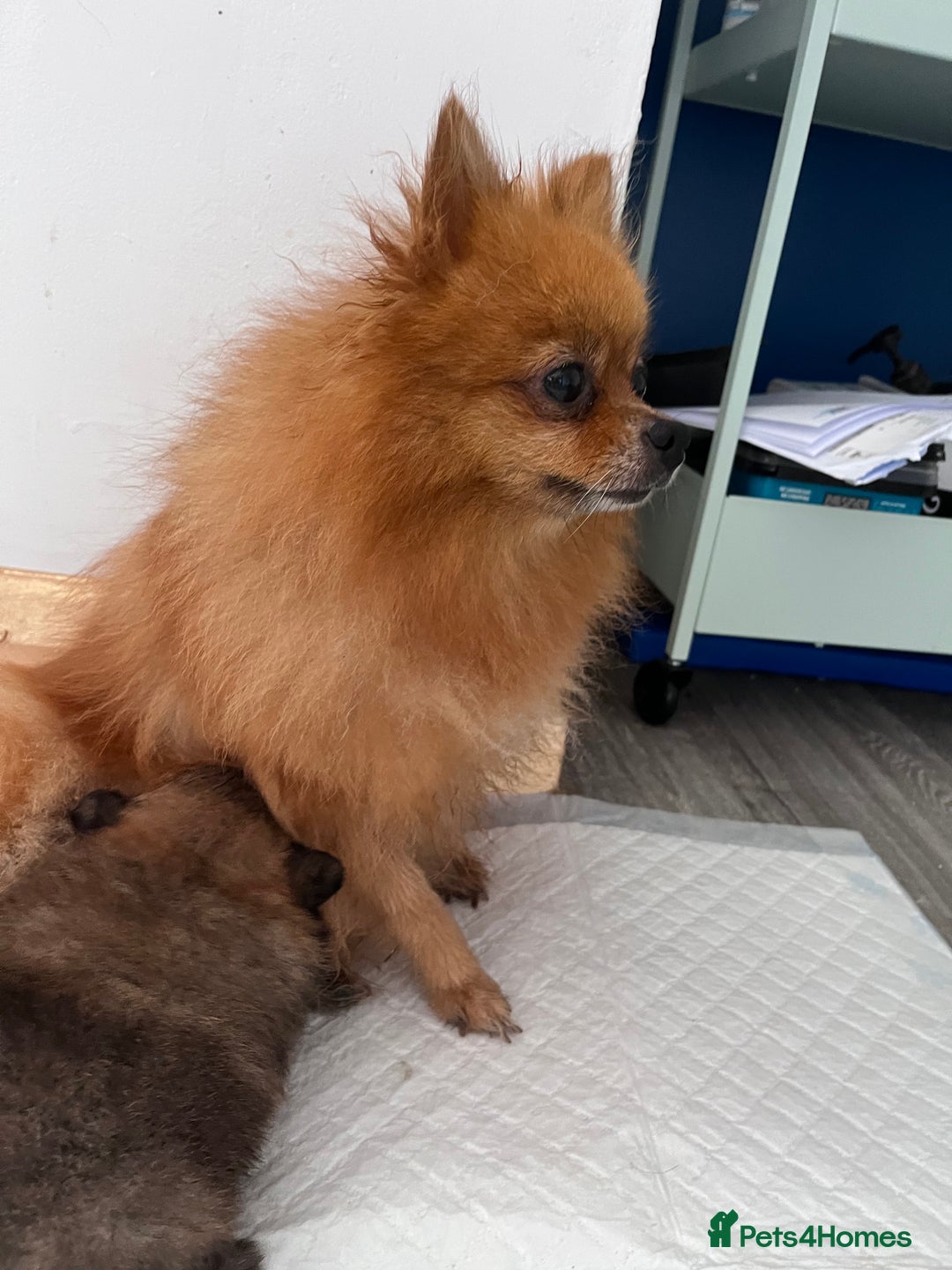 Pomeranian dogs for sale: 2 beautiful Pomeranian Puppy’s  - Image 11