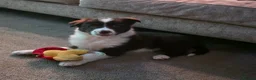 Border Collie dogs for sale: Red and White bitch in Houghton le Spring - Advert 2