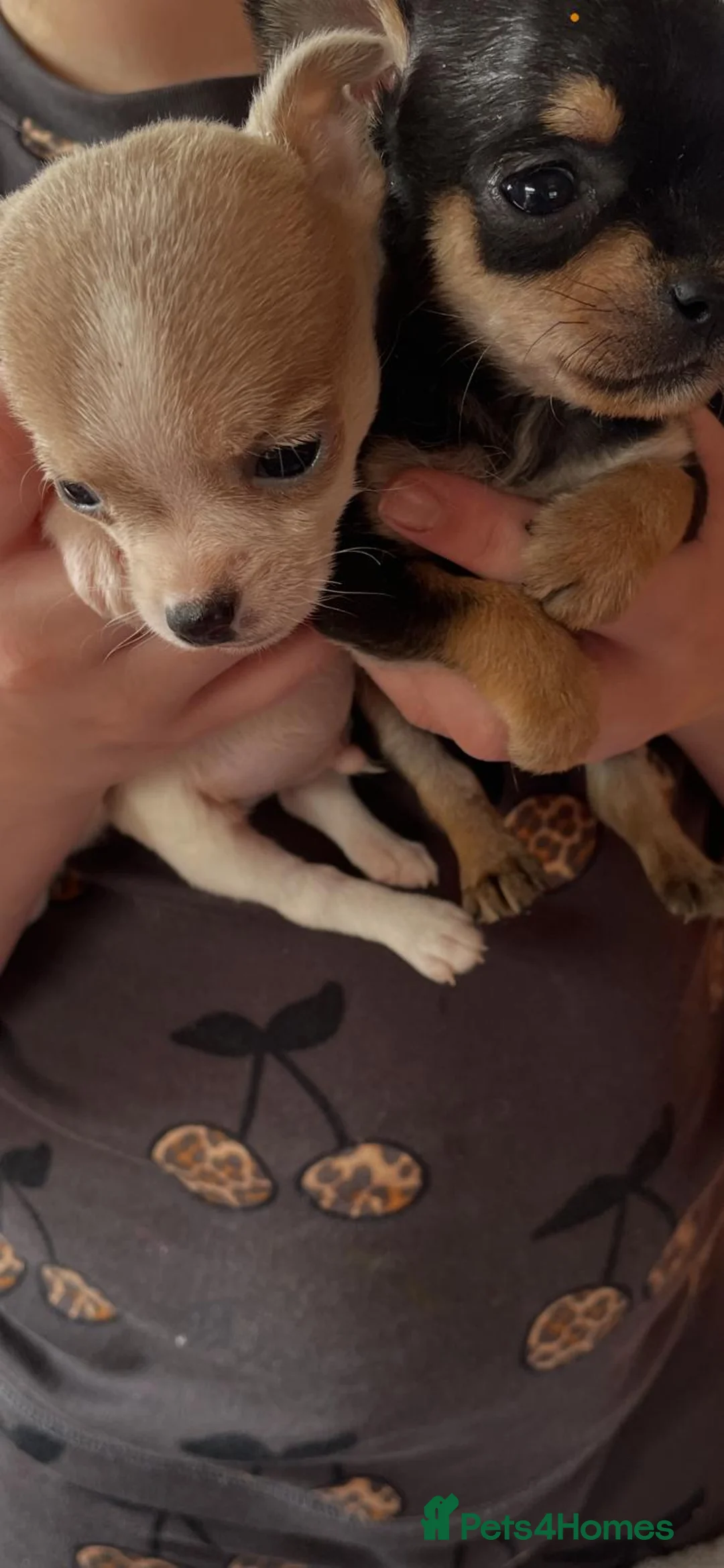 Chihuahua dogs for sale: 5 Adorable Chihuahua puppies all “boys” for sale - Advert 2