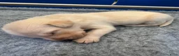 Labrador Retriever dogs for sale: KC registered Labrador pups from top working lines in Rugby - Advert 5