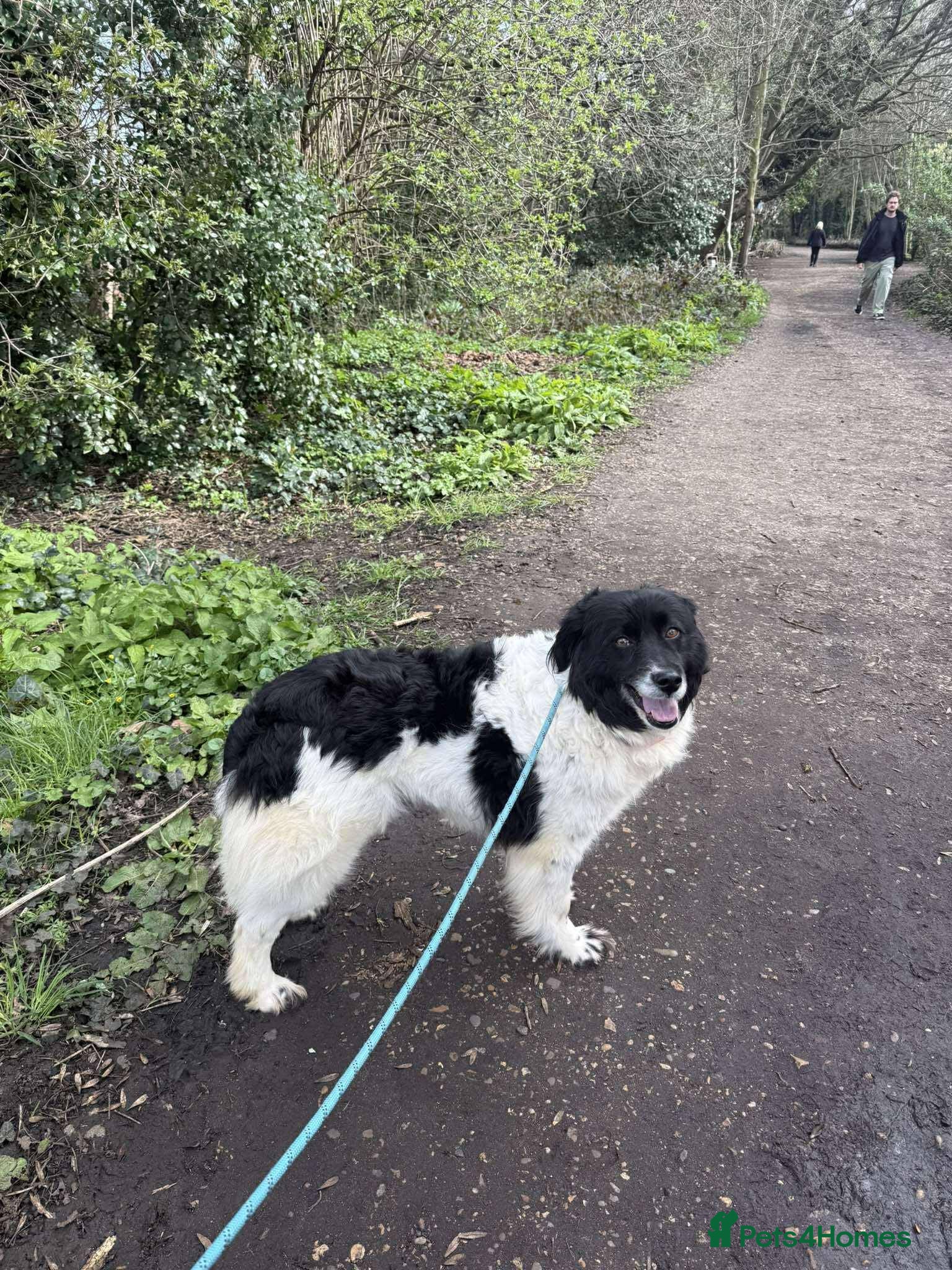 Mixed Breed dogs Shaya for adoption - Advert 1