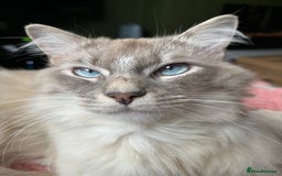 Ragdoll cats for sale: Ragdoll Kittens - Image 9