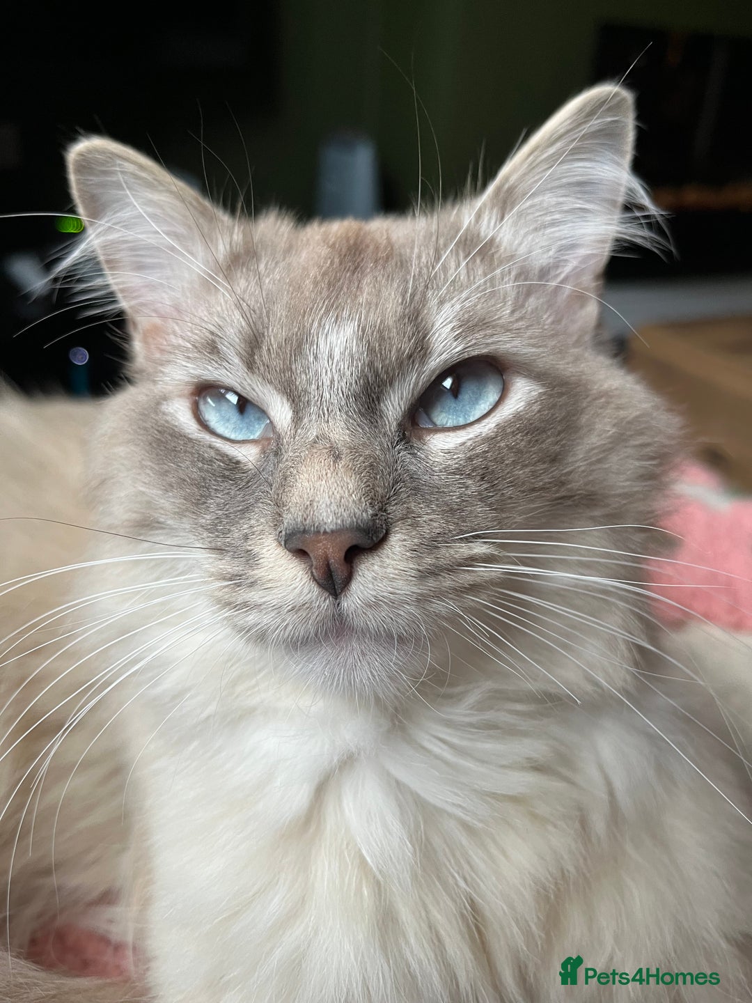 Ragdoll cats for sale: Ragdoll Kittens - Image 9
