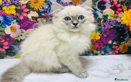 Ragdoll cats for sale: Beautiful Ragdoll Kittens  - Image 33