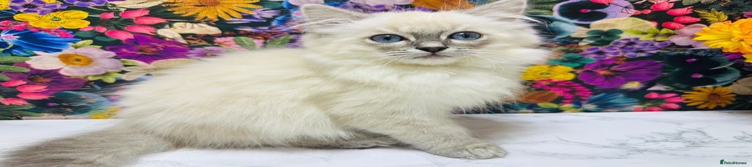 Ragdoll Kitten 2