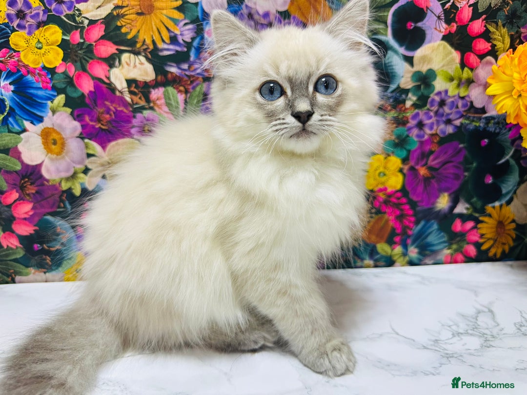 Ragdoll cats for sale: Beautiful Ragdoll Kittens  - Image 33
