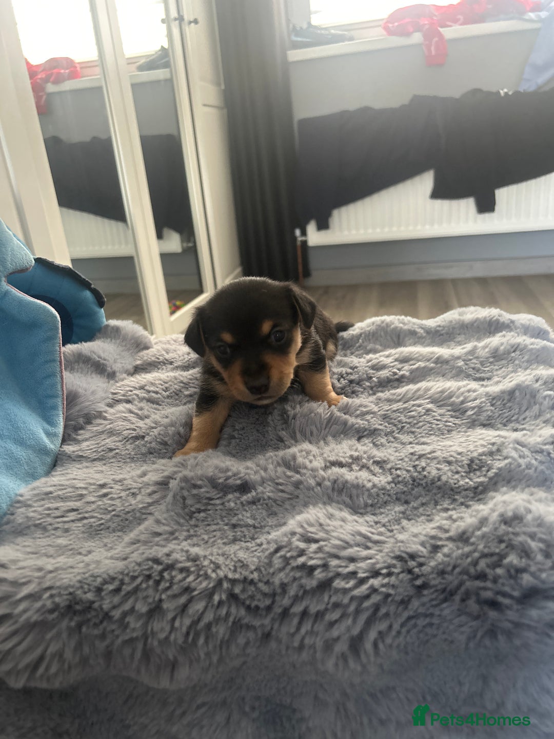 Jack Russell dogs for sale: Jack Russel puppies  - Image 5