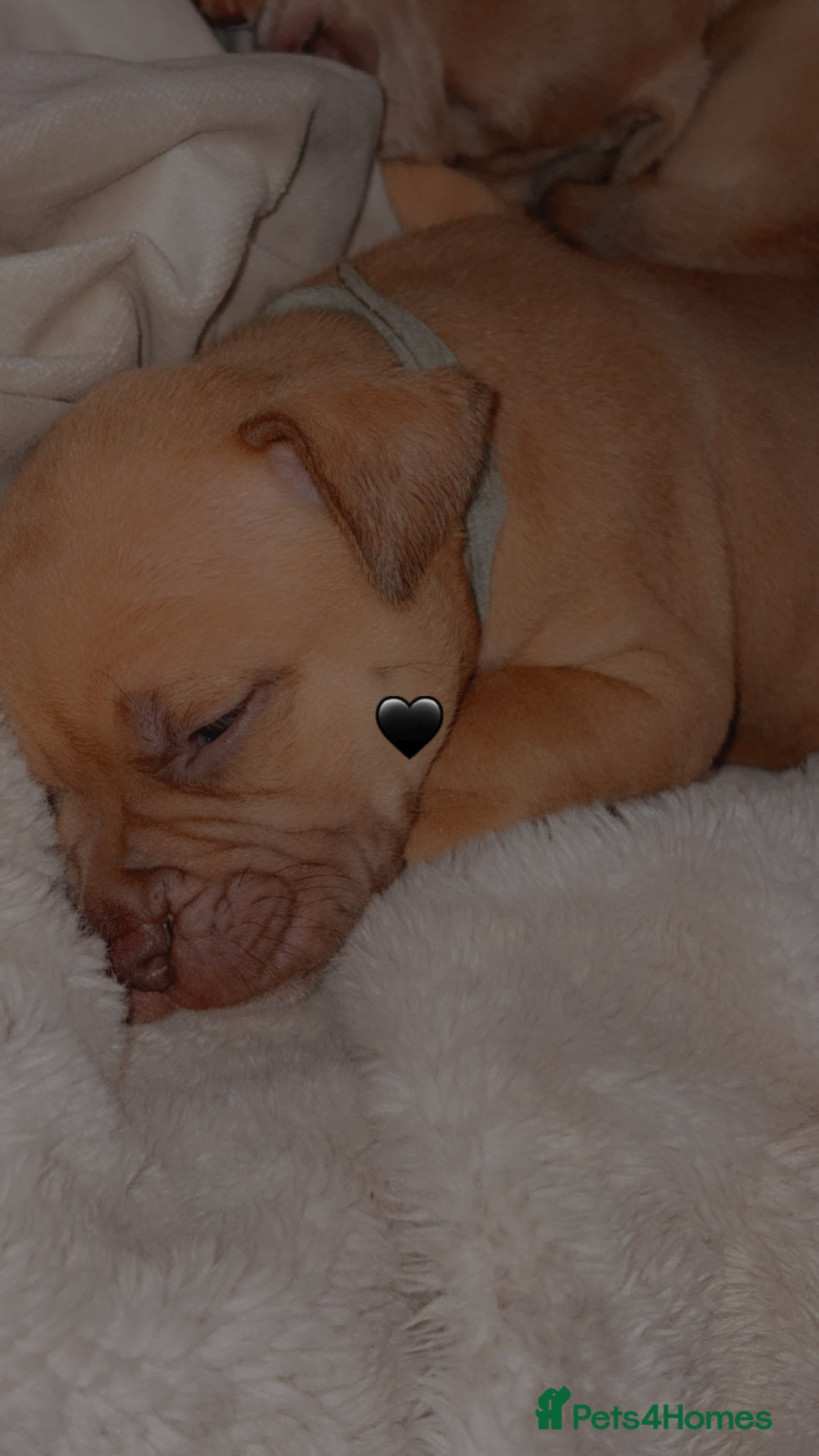 Staffordshire Bull Terrier dogs for sale: Staffie mix pups  - Advert 3