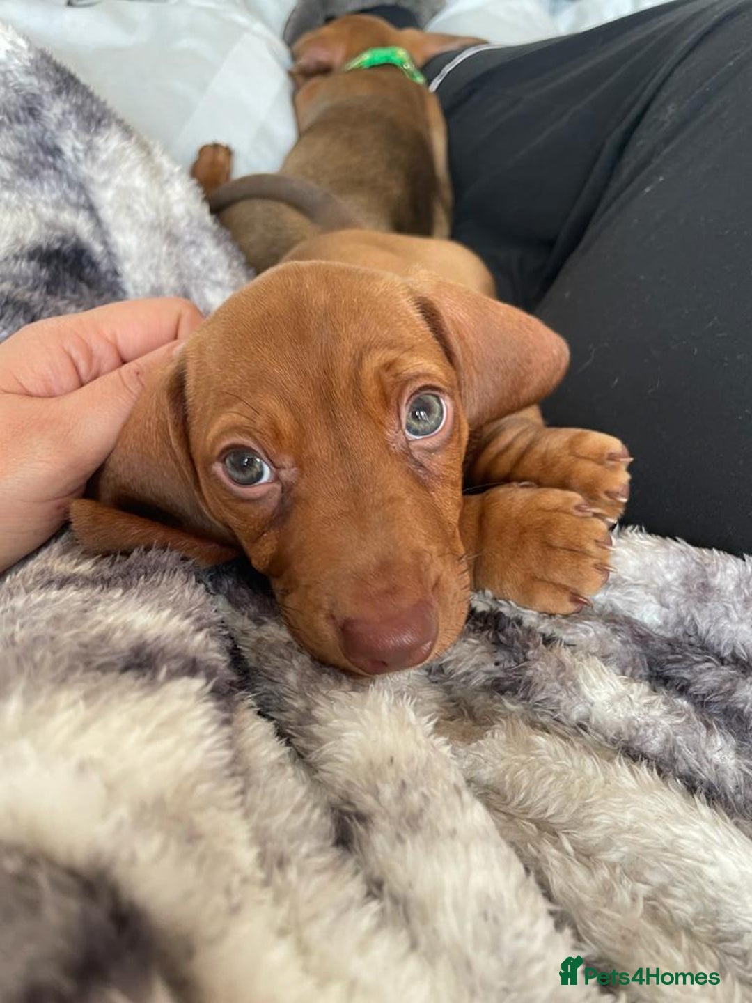 Dachshund dogs for stud: Dachshund for STUD - FREE PLEASE READ - Image 8