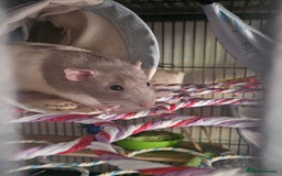 Rat rodents for sale: Rats  - Image 24