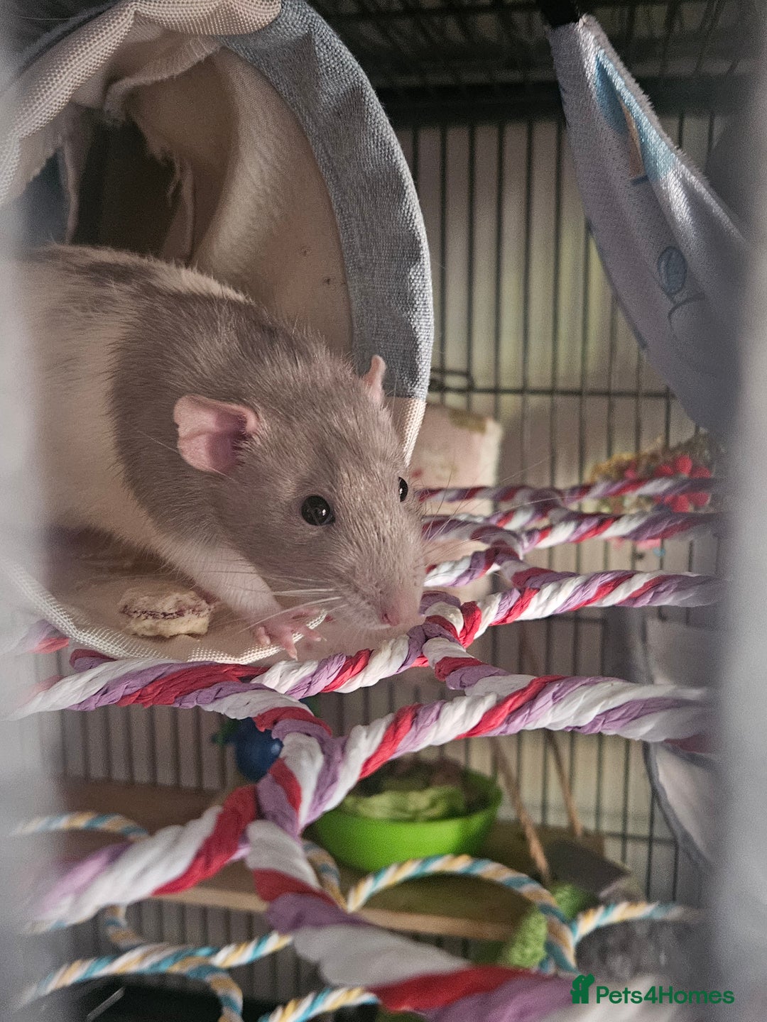 Rat rodents for sale: Rats  - Image 24