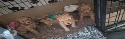 Toy Poodle dogs for sale: Male red toy poodles in Burton-on-Trent - Advert 10