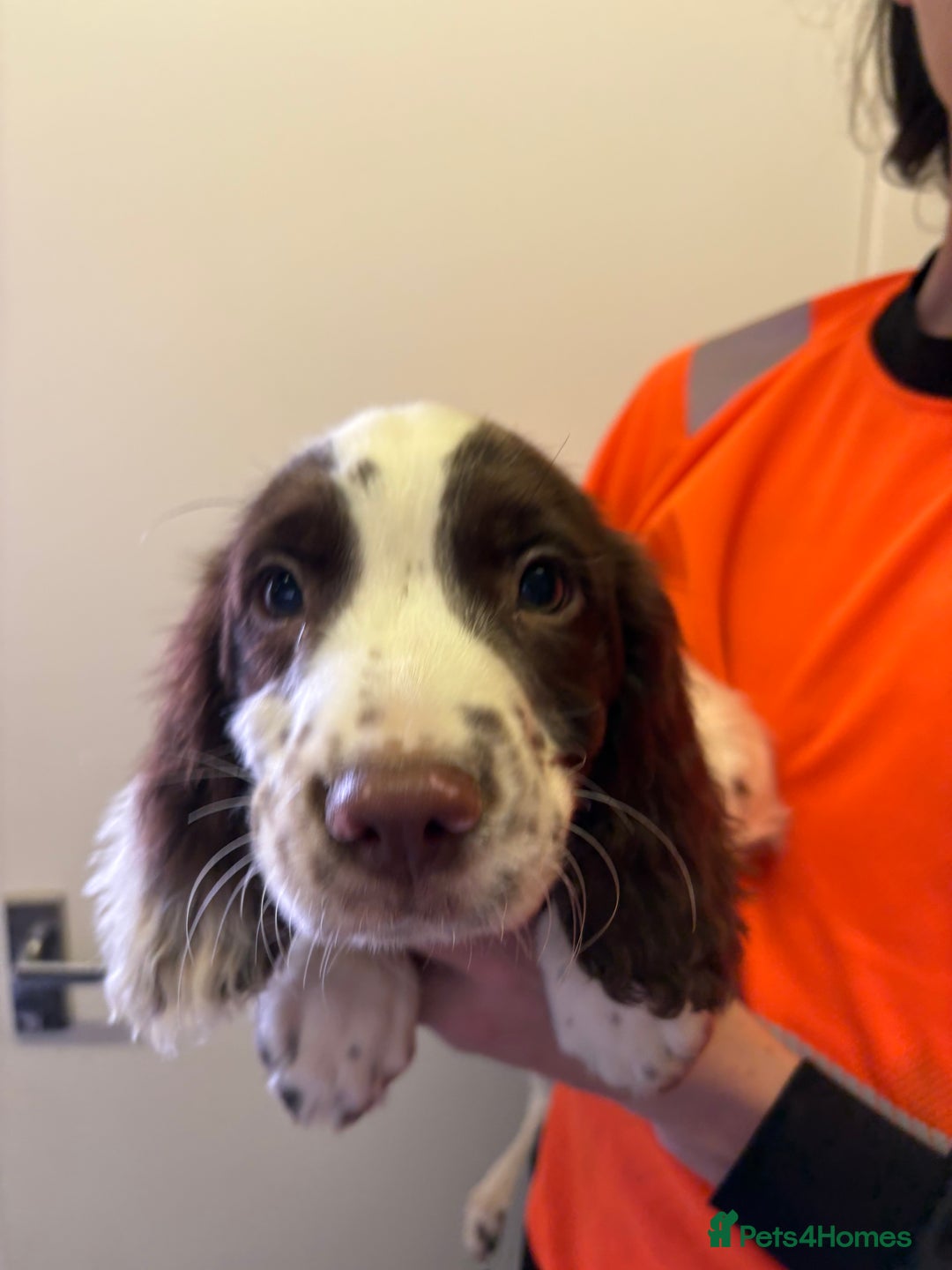 English Springer Spaniel dogs for sale: Stunning working line springer spaniels - Image 7