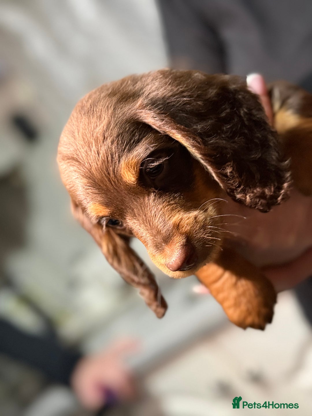 Miniature Dachshund dogs for sale: Longhair miniature Duchshund 🩵1boy 1girl left🩷 - Advert 9