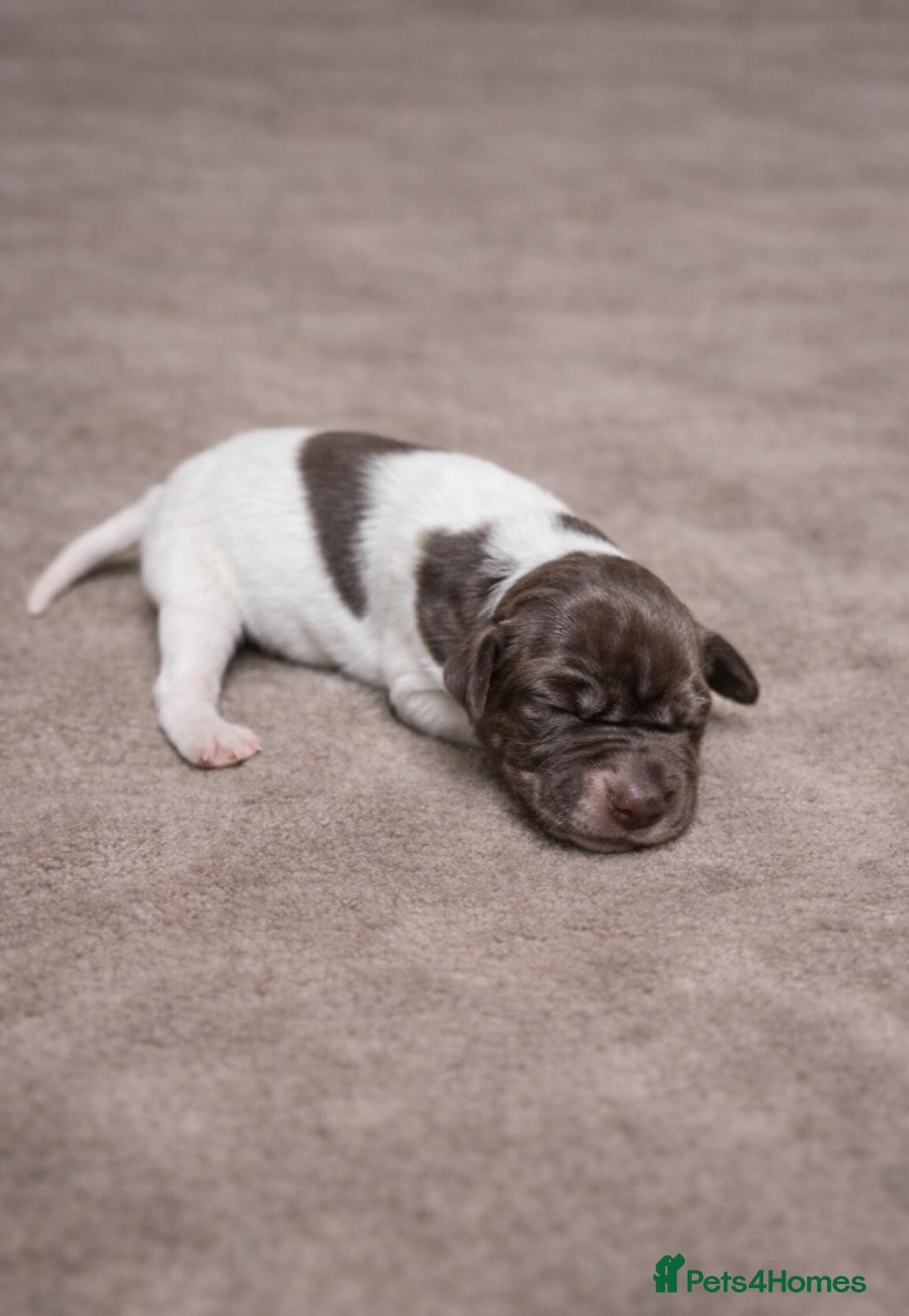 Pointer dogs for sale: English pointers - Advert 11