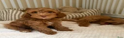 Cockapoo dogs for sale: Stunning F1B cockapoo puppies   - Advert 2