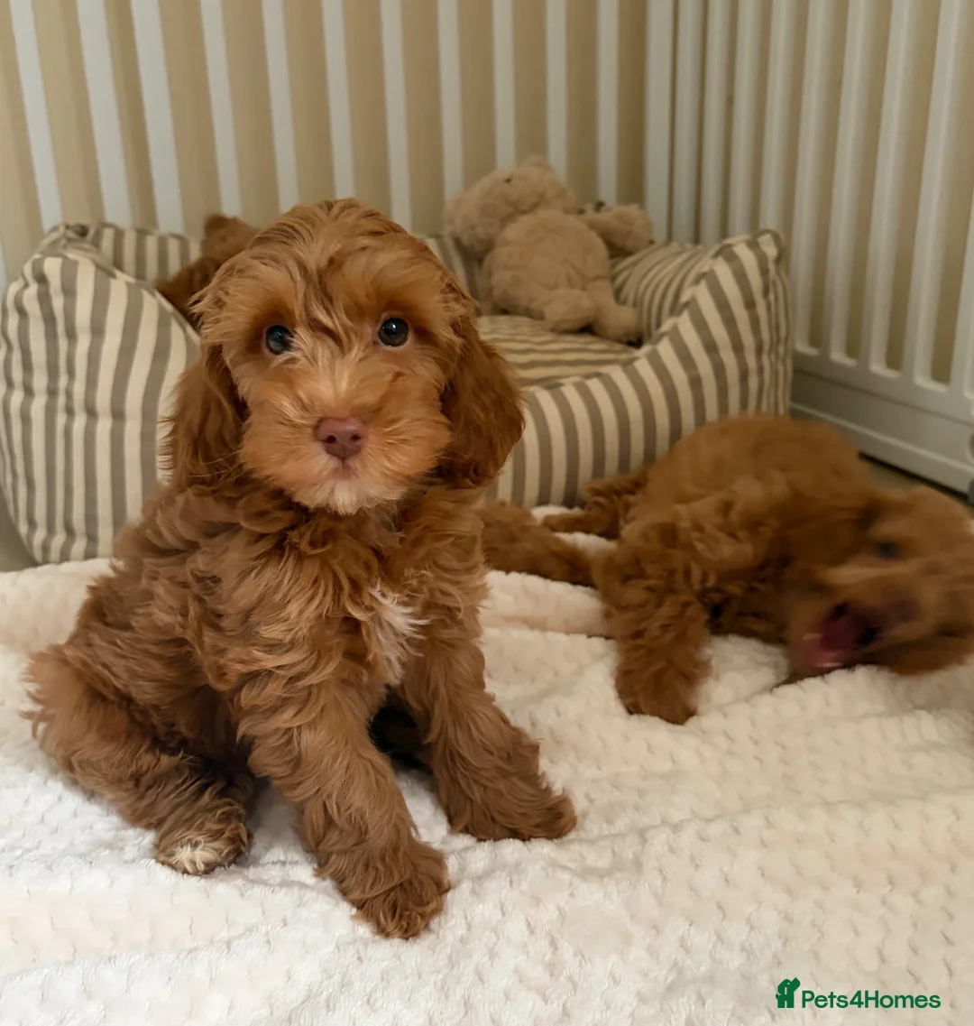Cockapoo dogs for sale: Stunning F1B cockapoo puppies   - Advert 2