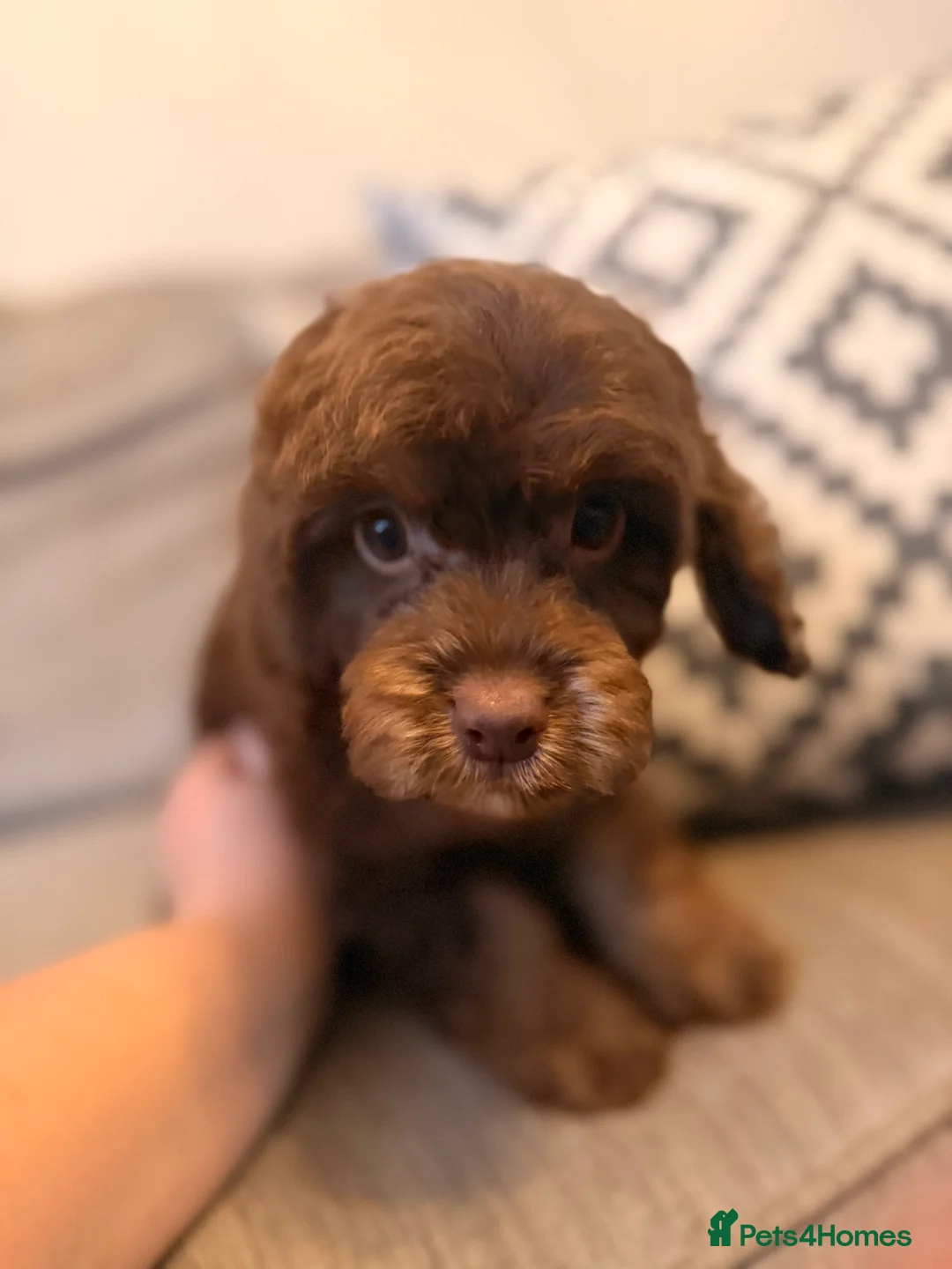 Cockapoo dogs for sale: LAST BOY REDUCED- Health Tested toy cockerpoos  - Advert 21