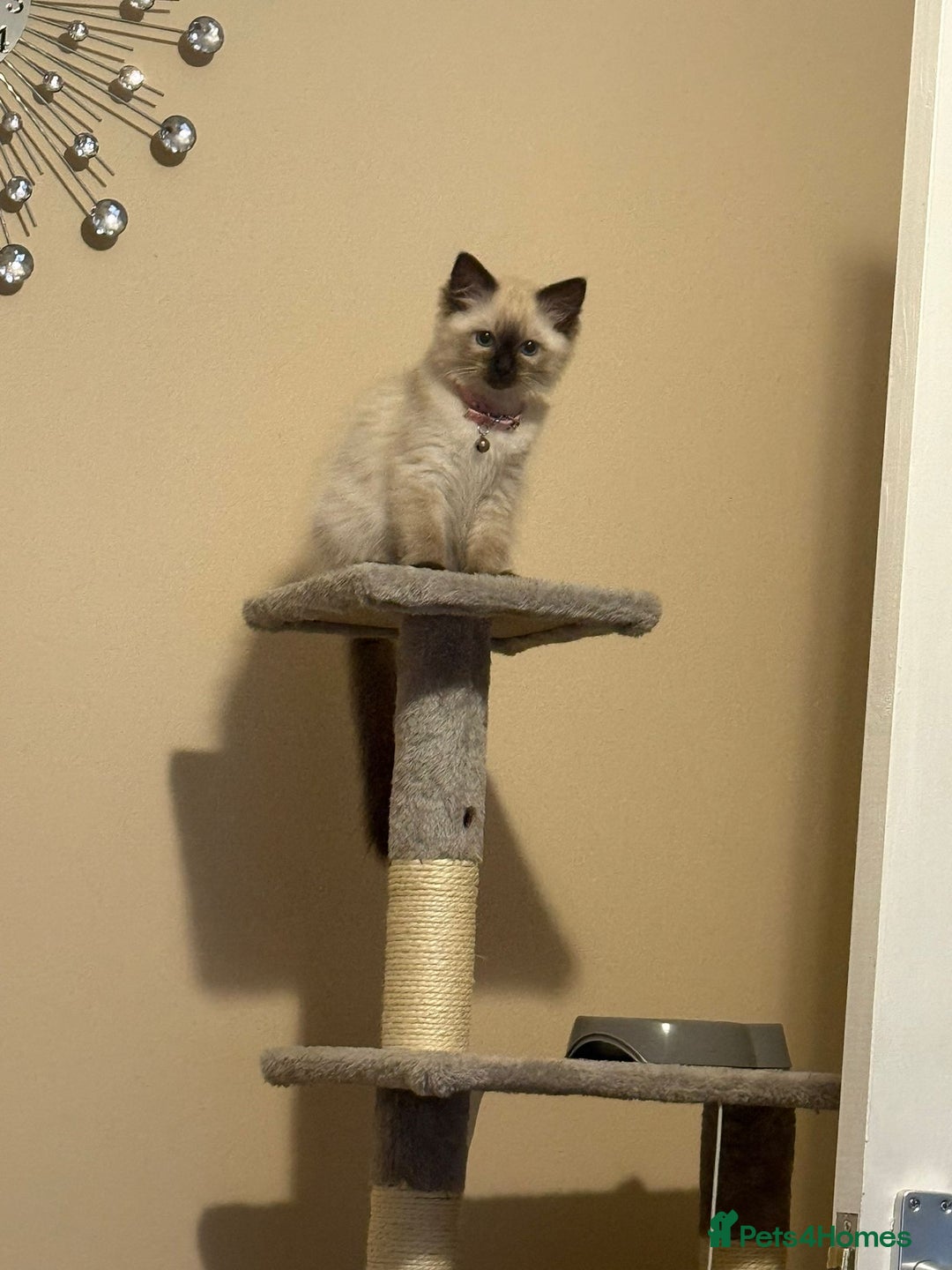 Ragdoll cats for sale: Tilly - Advert 2