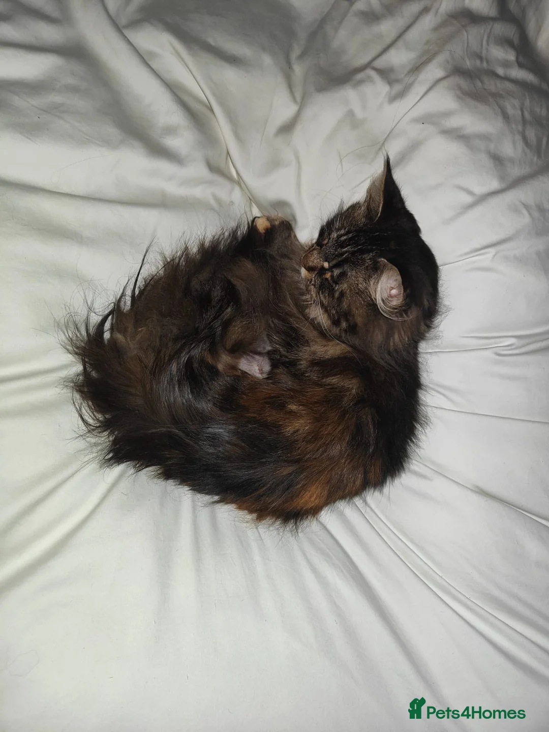 Maine Coon cats for sale: Sad Re-home Pure breed female main coon  - Advert 3