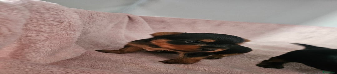 Yorkshire Terrier Puppy 2