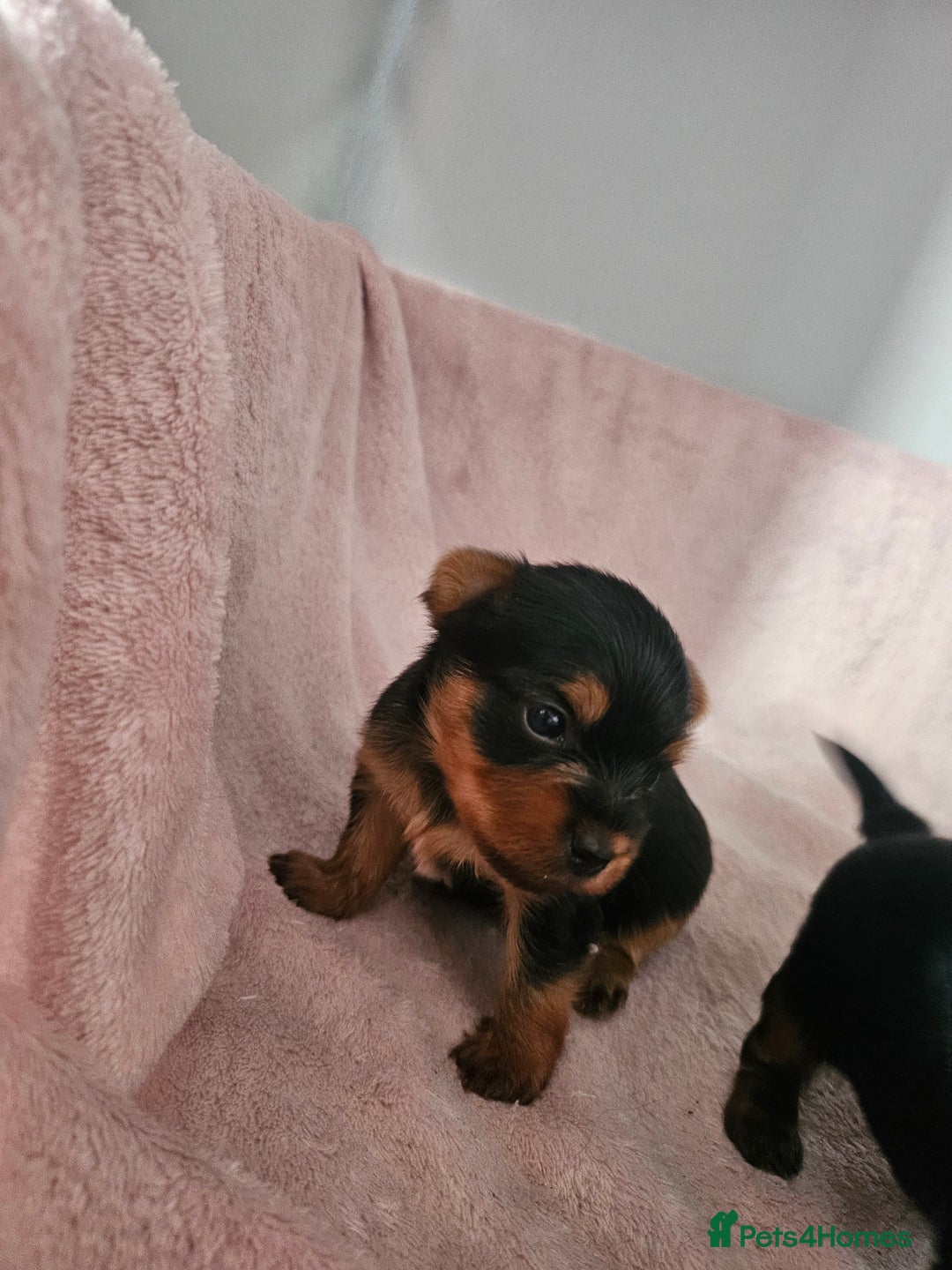 Yorkshire Terrier dogs for sale: Yorkshire terrier (miniature) - Image 25