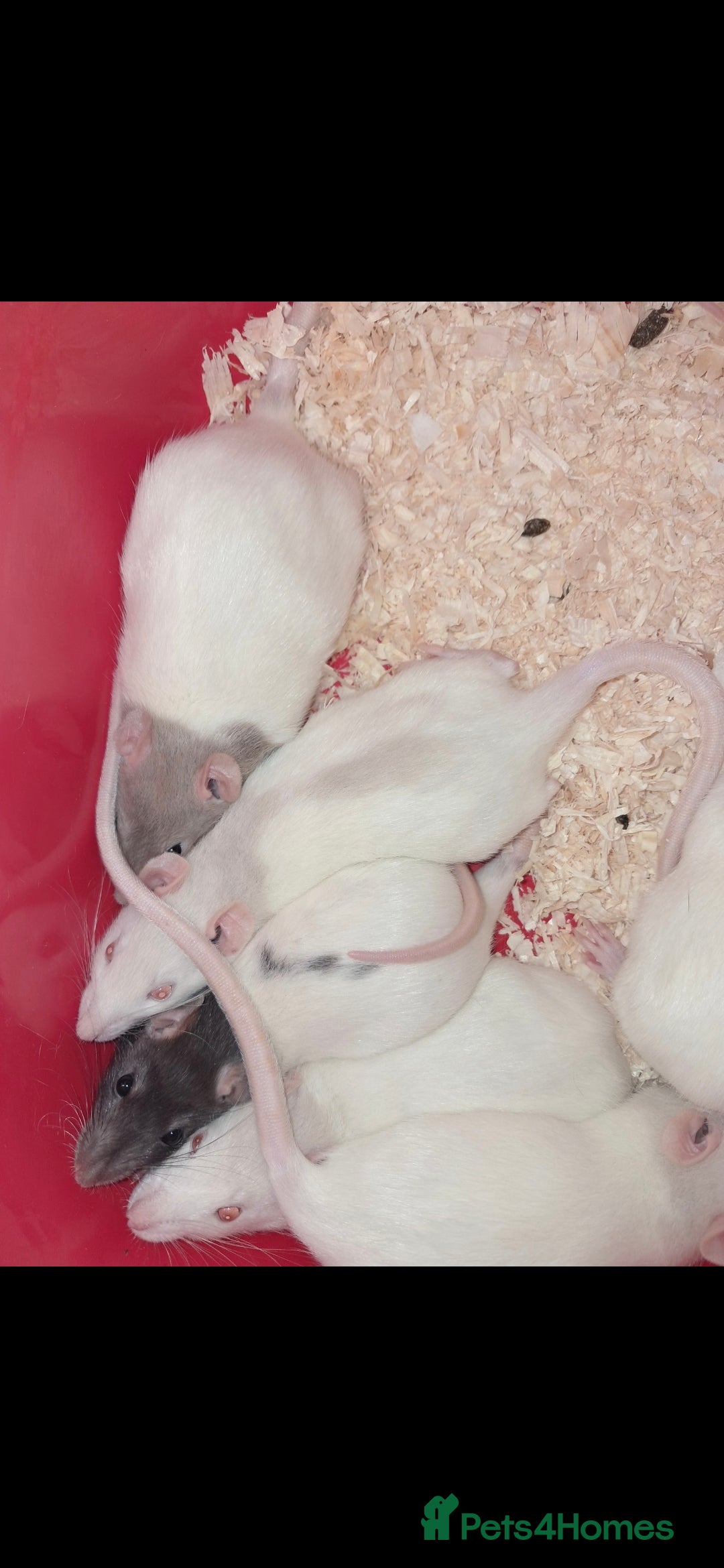 Rat rodents for sale: Fancy rats  - Image 2