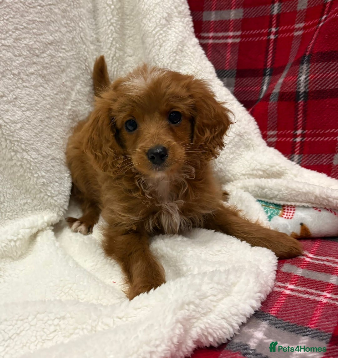 Cockapoo dogs for sale: Beautiful Cockerpoo puppies - Advert 6