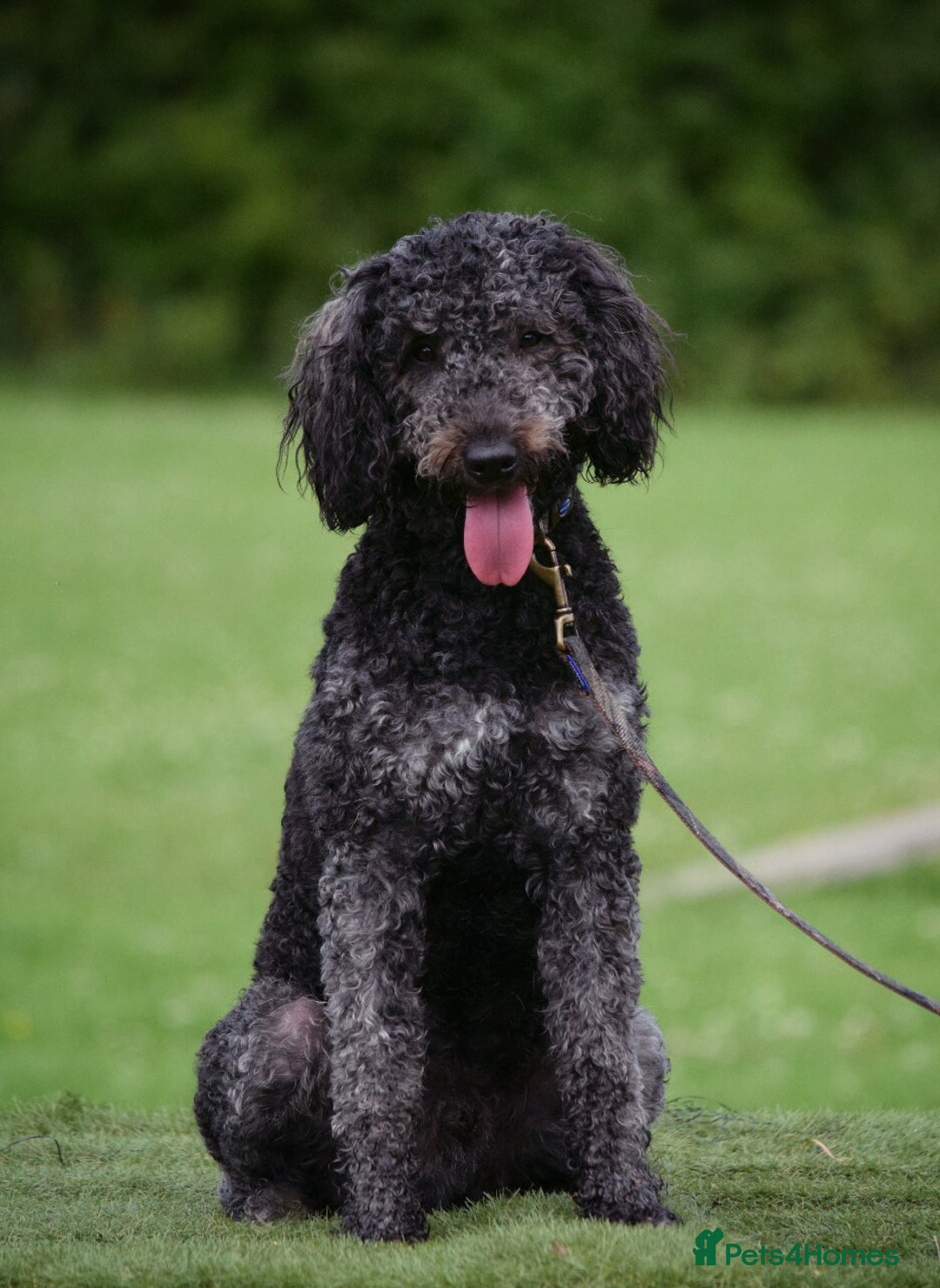 Goldendoodle dogs for stud: Exceptional Rare Colour GoldenDoodle Stud - Image 4