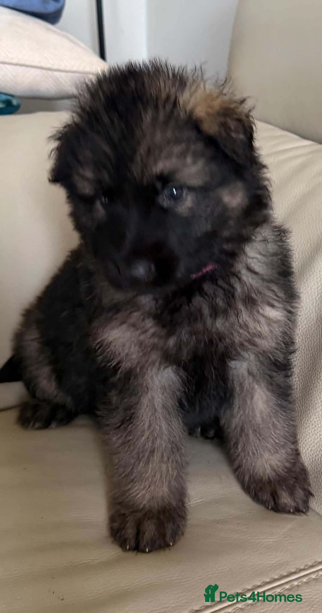 German Shepherd dogs  Pedigree German Shepherd pups straight backed - Advert 2