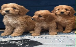 Cockapoo dogs for sale: Ready to go adorable cockapoo puppies  - Image 5