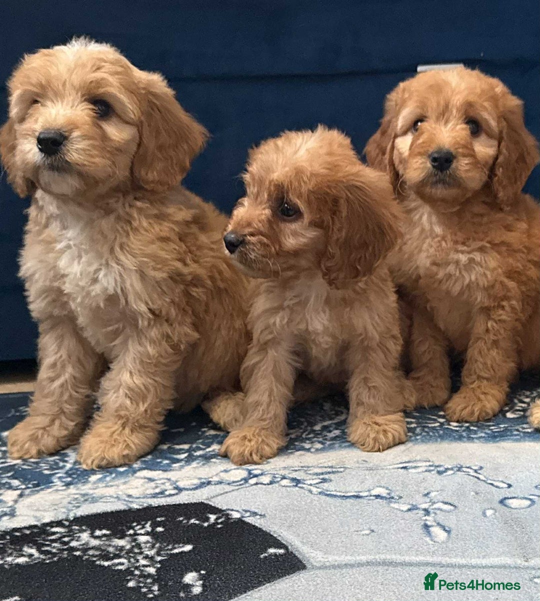 Cockapoo dogs for sale: Ready to go adorable cockapoo puppies  - Image 5