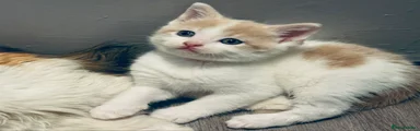 Ginger and white 