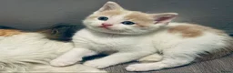 Mixed Breed cats for sale: Gorgeous litter of kittens in Diss - Advert 9