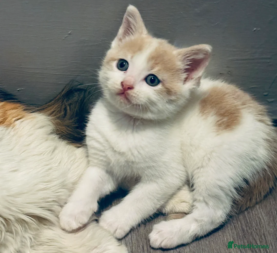 Mixed Breed cats for sale: Gorgeous litter of kittens in Diss - Advert 9