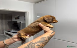 Miniature Dachshund dogs for sale: Beautiful Longhair miniature Dachshund - Image 23