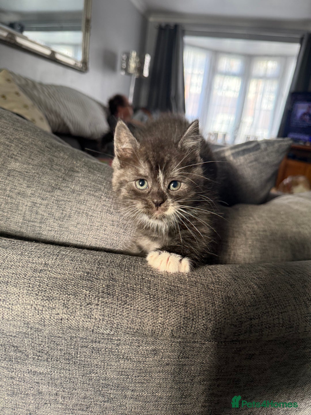 Scottish Fold cats for sale: 5 beautiful Scottish fold kittens  - Advert 6