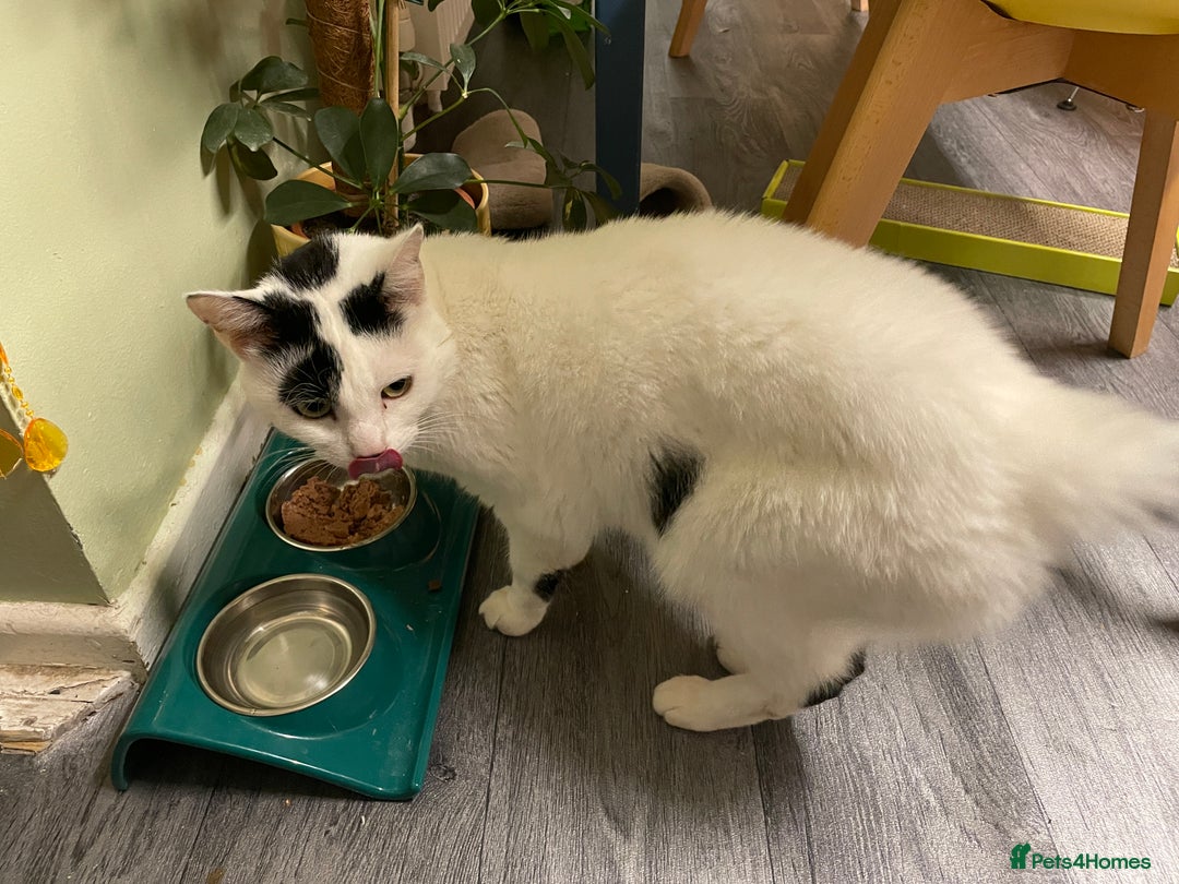 Domestic Shorthair cats for sale: Gorgeous white and black cat Smudge  - Image 3