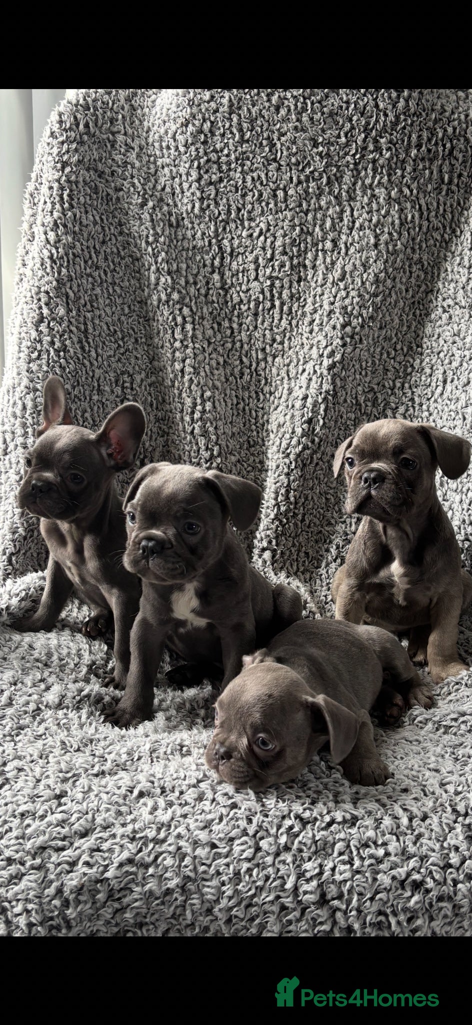 French Bulldog dogs French bulldog puppies - Advert 10