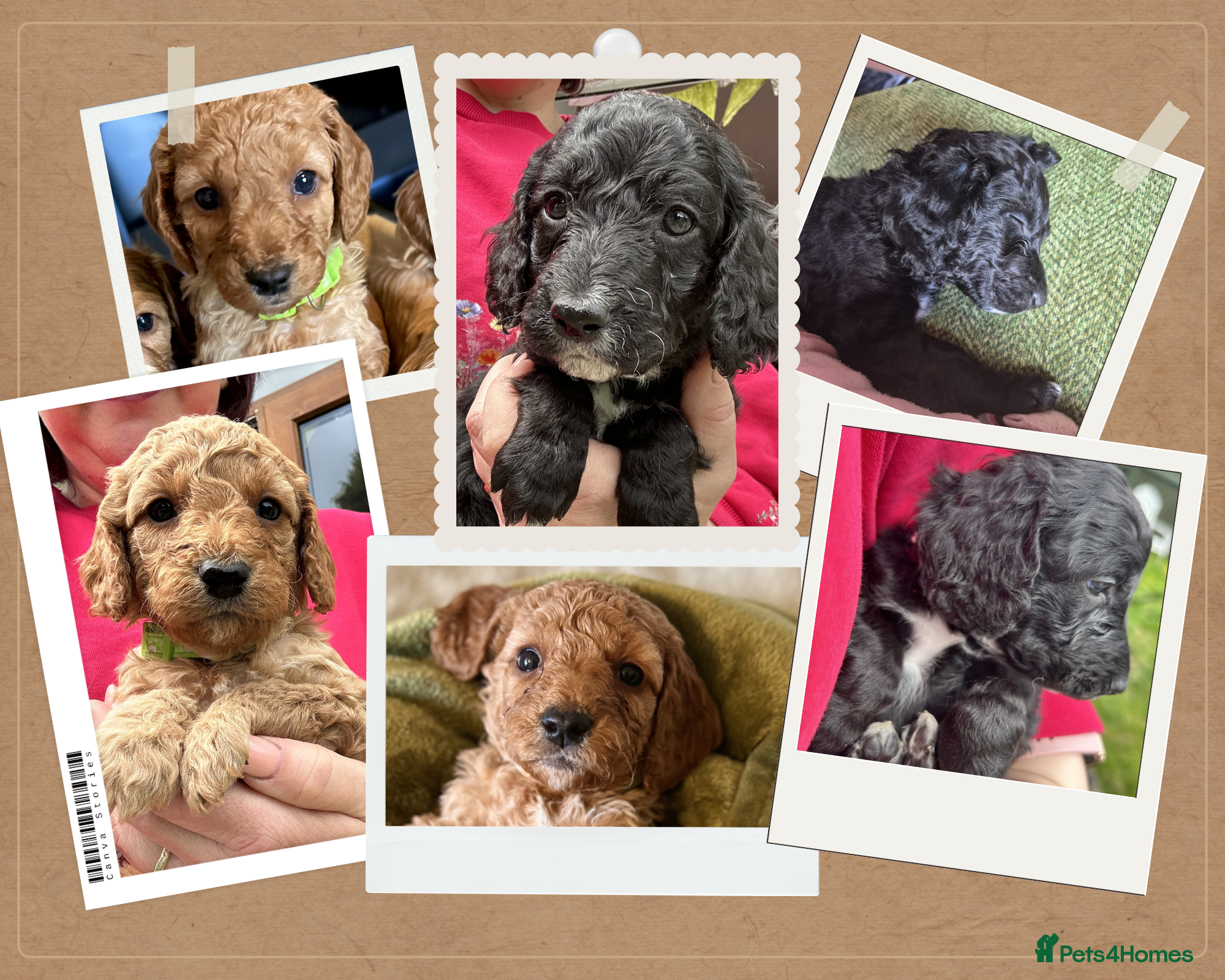 Cockapoo dogs Last litter alert! Only 2 boys available - Advert 8