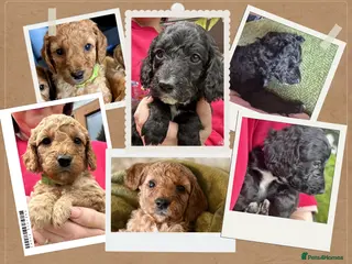 Cockapoo dogs Last litter alert! Only 2 boys available - Advert 8