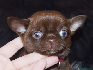 Chihuahua dogs KC REG HEALTH TESTED CHIHUAHUAS - Advert 4