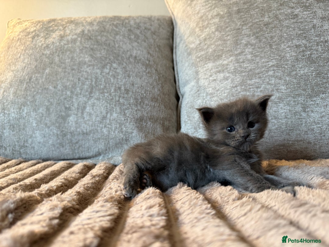 Maine Coon cats for sale: Beautiful Maine Coon Kittens - Advert 24