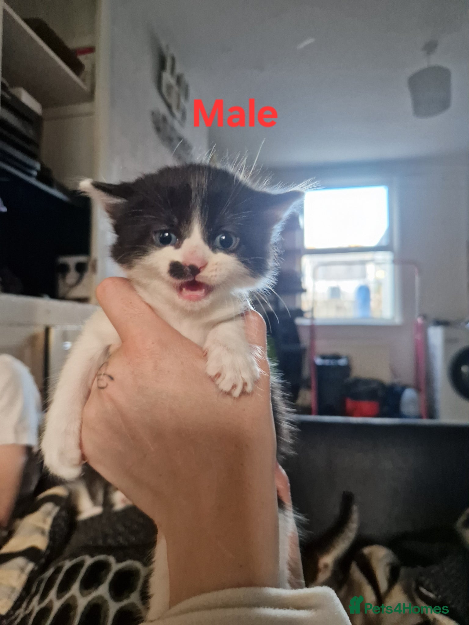 Mixed Breed cats 6 long and short haired fluffy kittens. - Advert 11