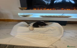 Cocker Spaniel dogs for sale: Rainbow litter cocker spaniel puppies  - Advert 7