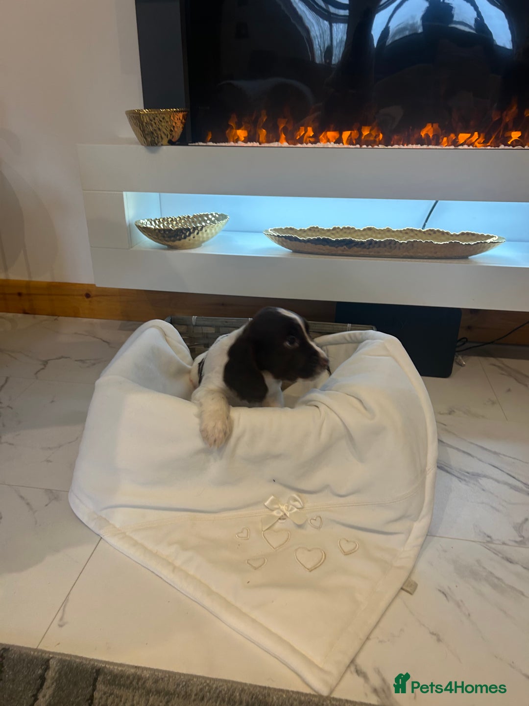 Cocker Spaniel dogs for sale: Rainbow litter cocker spaniel puppies  - Advert 7