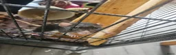 Rat rodents for sale: 4 female rats for adoption  - Advert 13