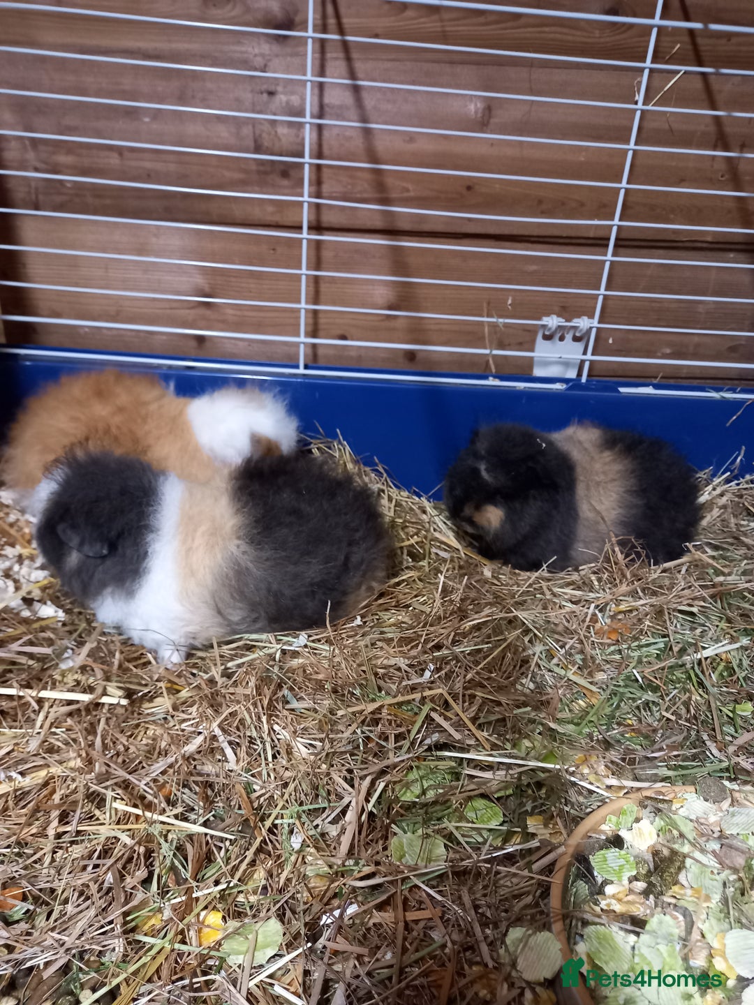 Guinea Pig rodents for sale: Swiss baby guinea-pigs  - Advert 1